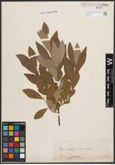 Foto von Salix cinerea L.